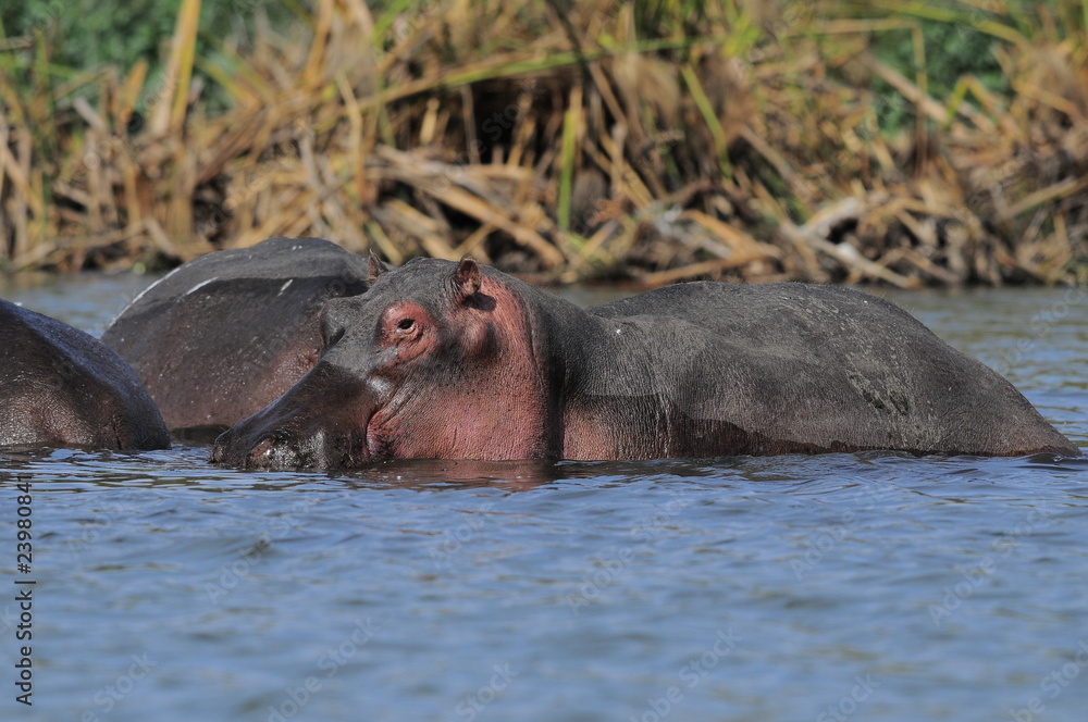 Hippo (Hippopotamus amphibius) at Naivasha Lake, Kenya Hippo (Hippopotamus amphibius) at Naivasha Lake, Kenya
