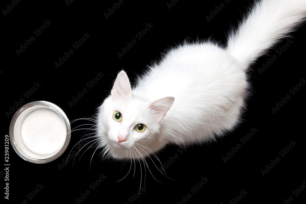 white cat & milk