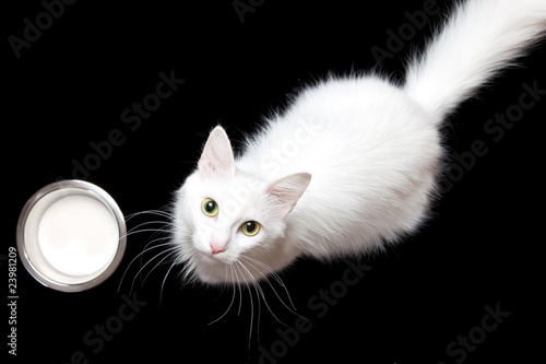 white cat & milk
