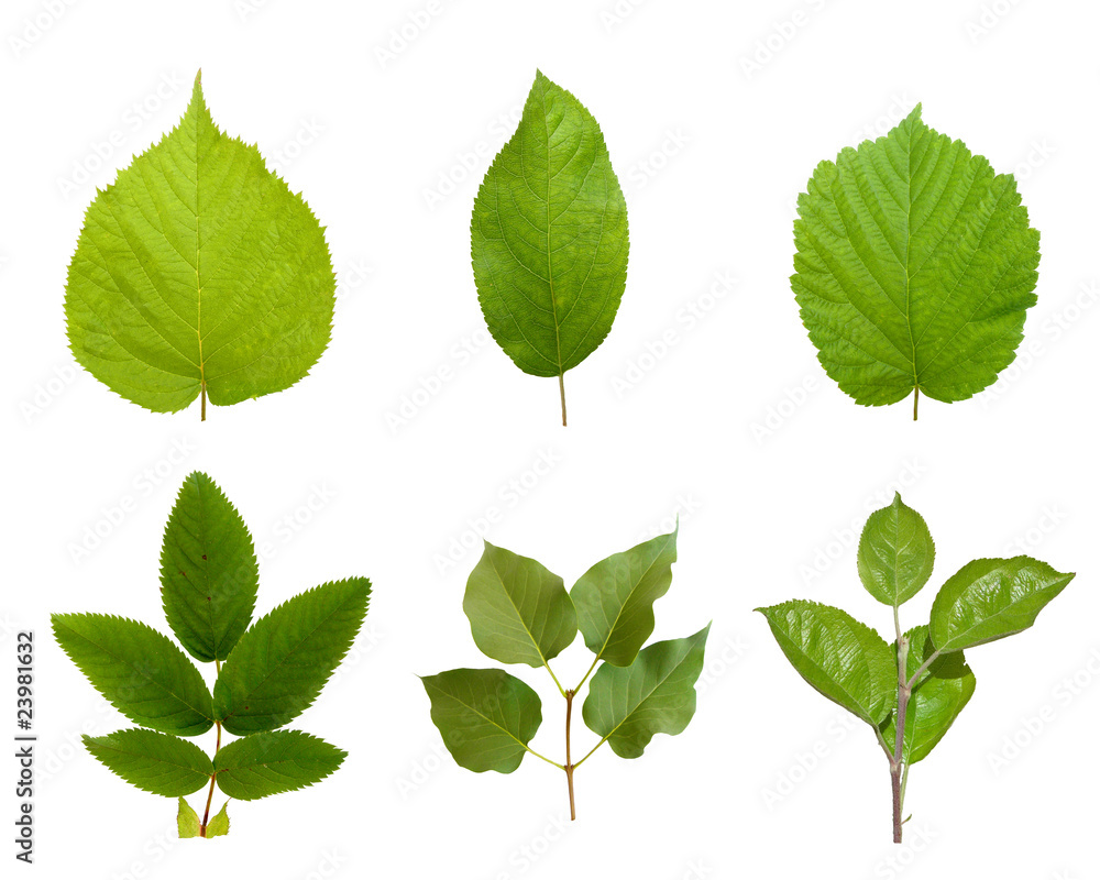 Naklejka premium Листья растений.