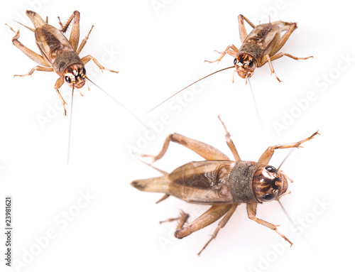Cricket beetles