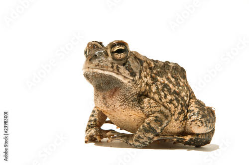 Grumpy Toad © electrochris