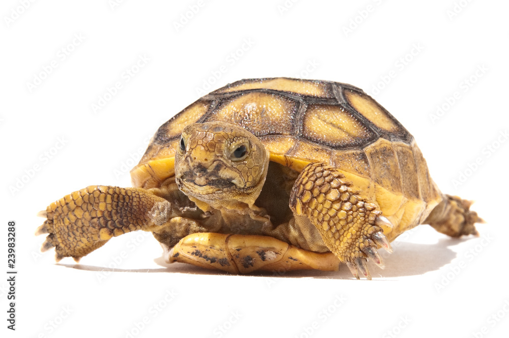 Naklejka premium Baby Tortoise