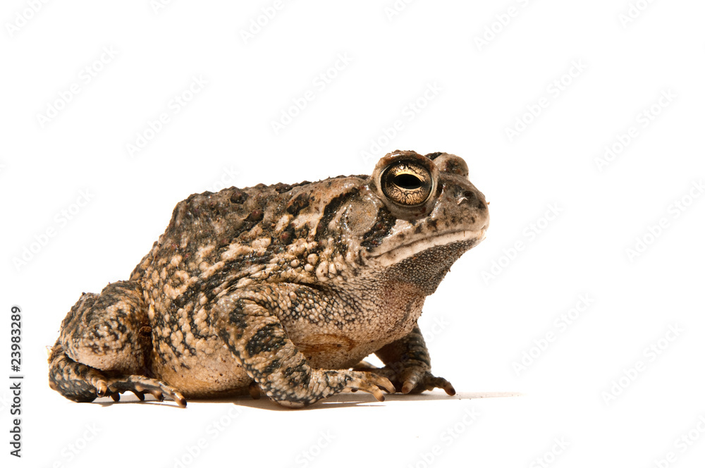 Toad Toad