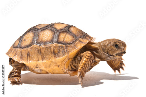 Running Tortoise