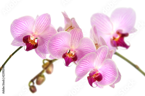Orchideen 12