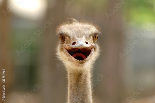 ostrich head © anankkml