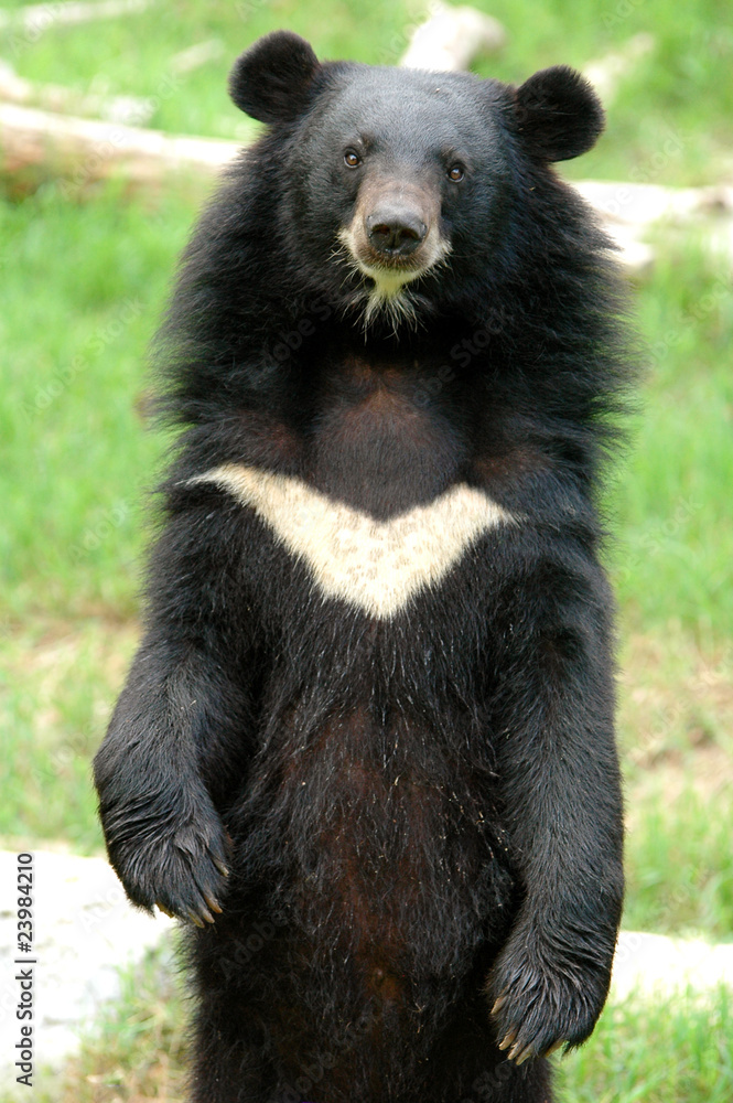 Obraz premium asiatic black bear