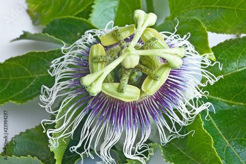 flower of passiflora with leaves photo