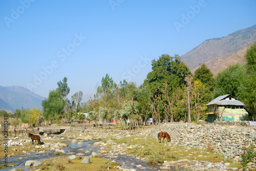 Horses, Kangan, Kashmir, India