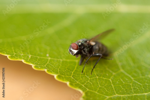 fly on leaf © Scott Harms