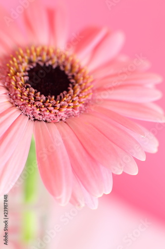 Gerbera in Pastel Pink