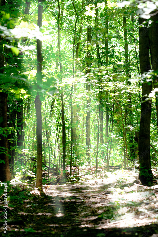 Obraz premium Nature