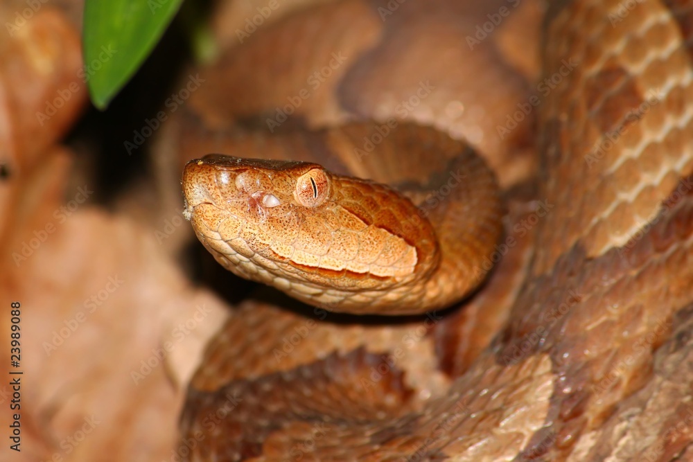 The Dreaded Copperhead (Agkistrodon contortrix) The Dreaded Copperhead (Agkistrodon contortrix)