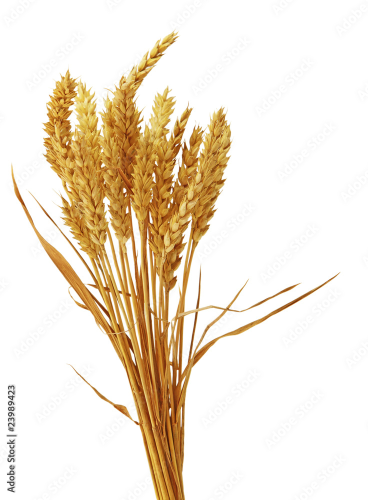 Fototapeta premium Bearless Wheat