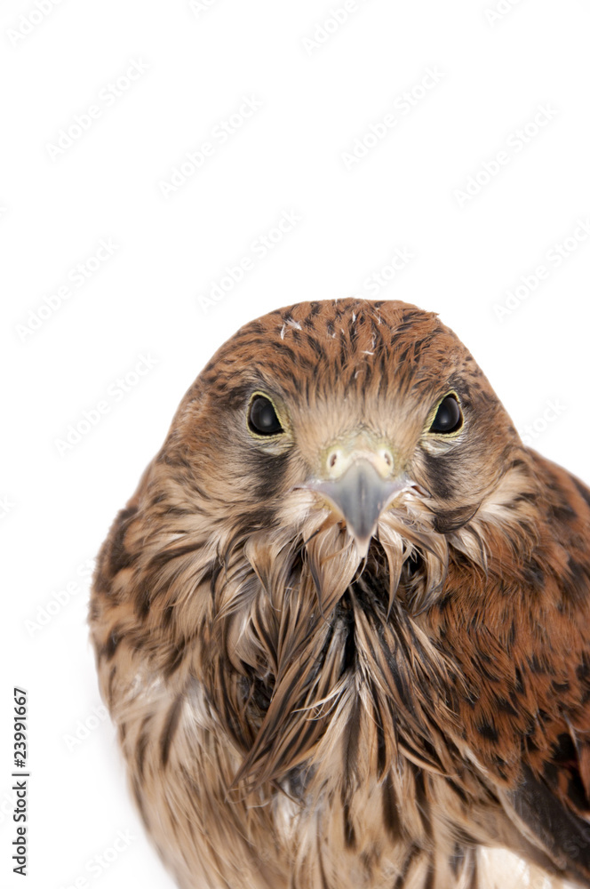 Naklejka premium falcon