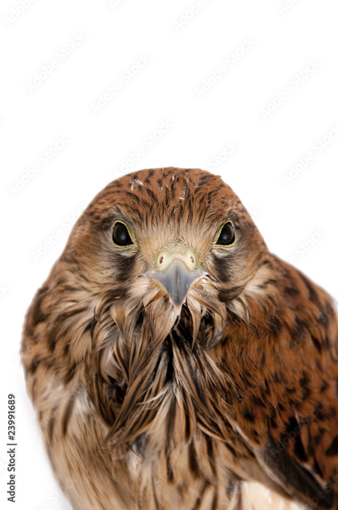 Fototapeta premium falcon