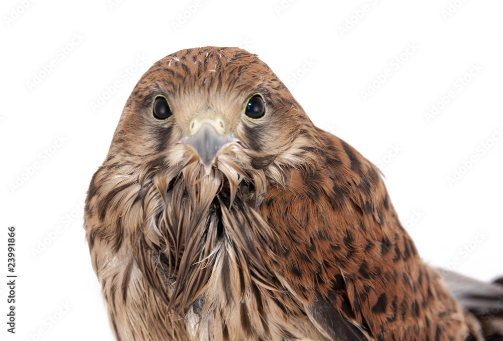 Obraz premium Falco tinnunculus