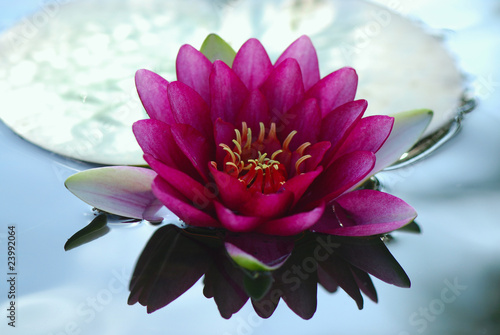 ninfea fiori 416