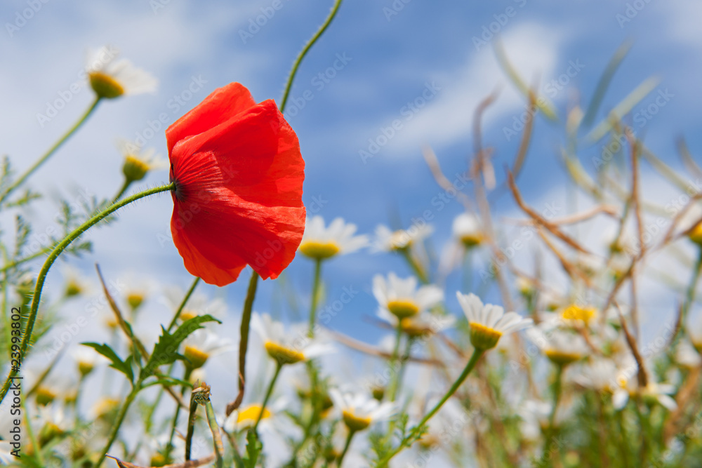 Naklejka premium Poppy in landscape with daisies