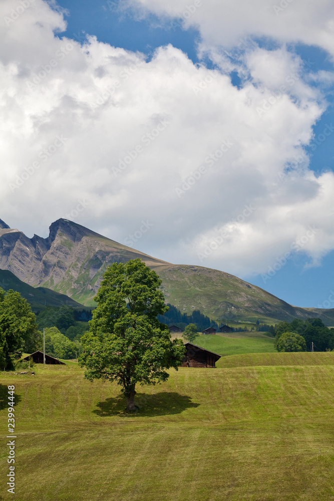 Naklejka premium mountain landscape with a tree