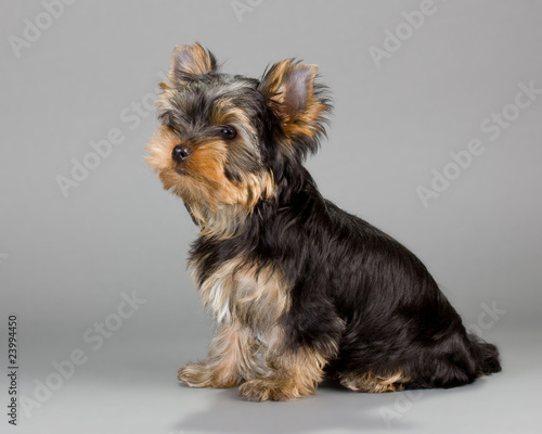 Yorkshire Terrier puppies