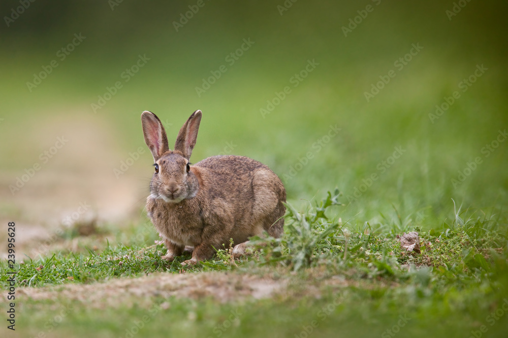 Fototapeta premium lapin garenne chasse fourrure attraper animal terrier sauvage or