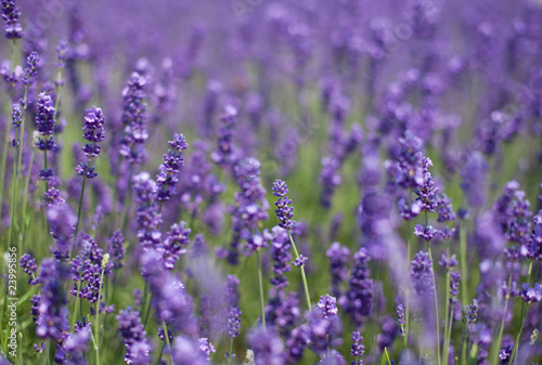 Fototapeta Naklejka Na Ścianę i Meble -  flowers of lavender
