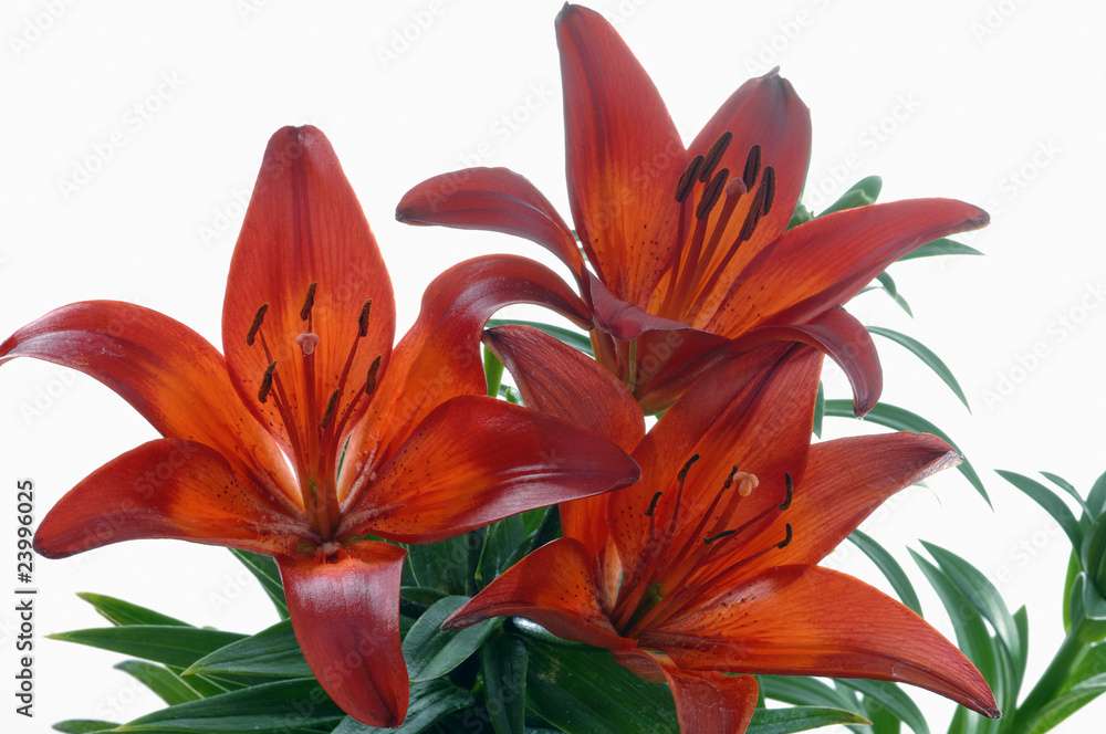 Lilium Leichte Rote Lilie vor saftige Grün Lilium Leichte Rote Lilie vor saftige Grün