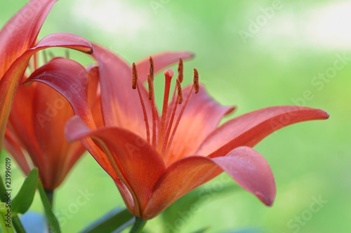 Lilium Leichte Rote Lilie vor saftige Grün