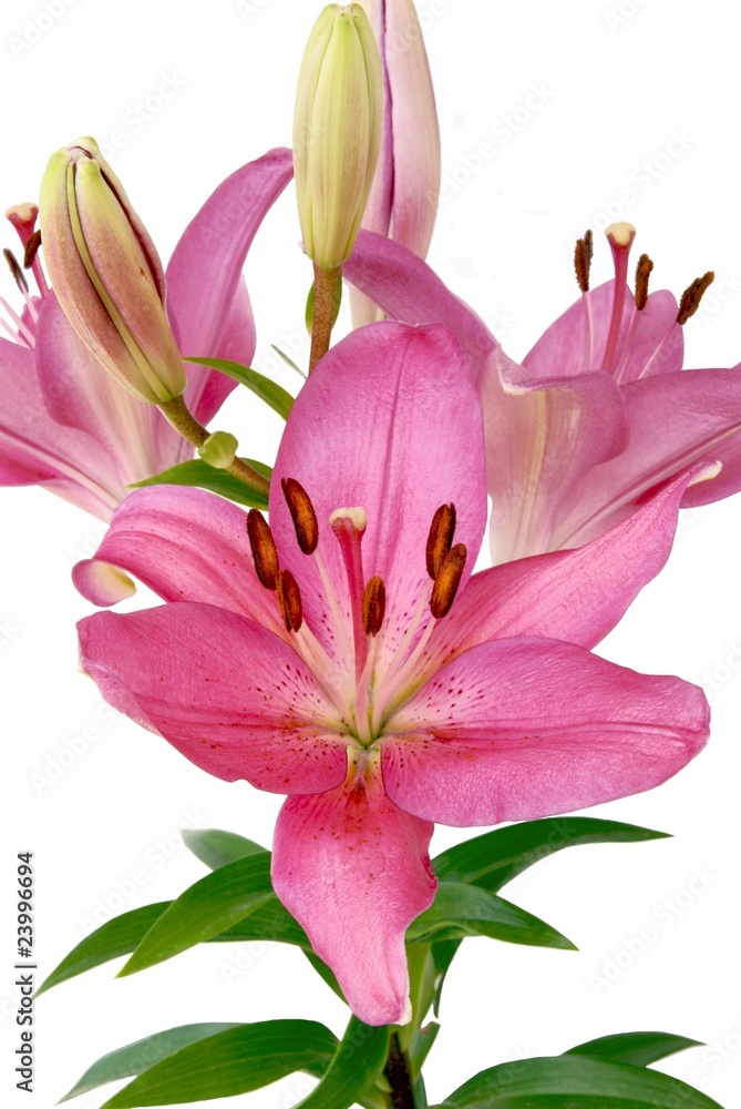 pink lily with brown pollen