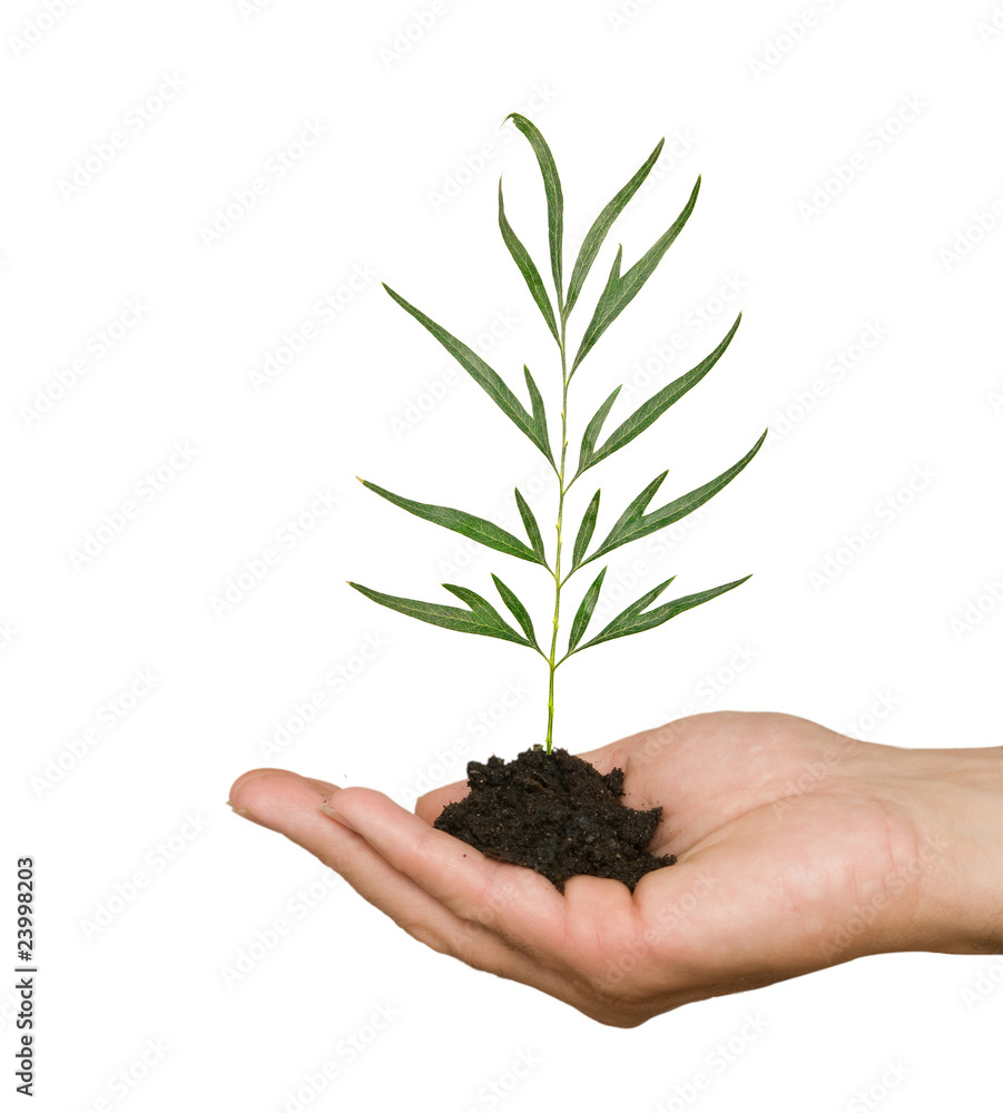 sprout in palm as a symbol of nature protection sprout in palm as a symbol of nature protection