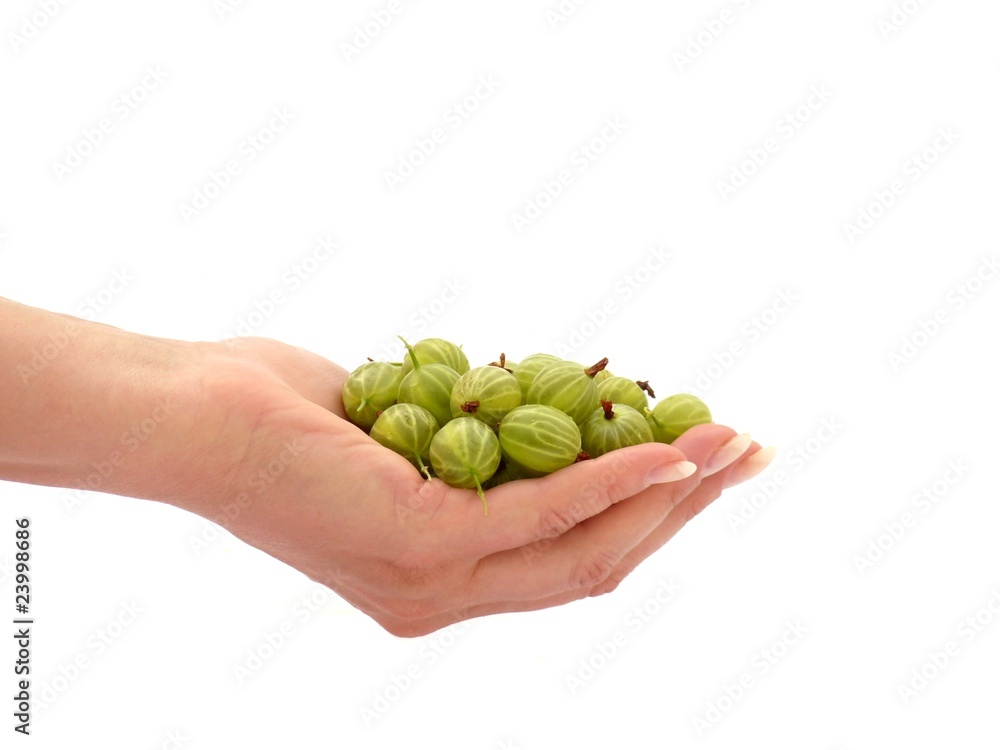 Ripe gooseberries in his hand Ripe gooseberries in his hand