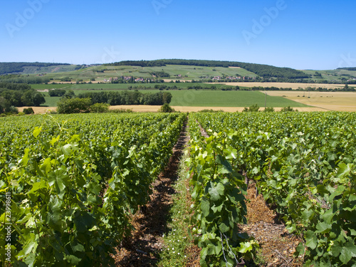 vignes