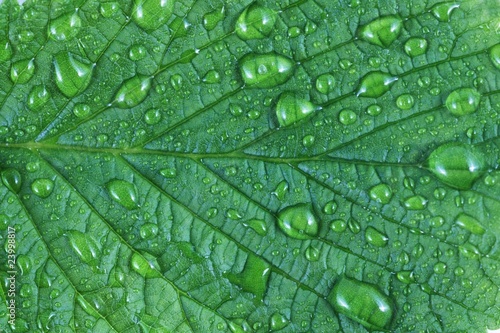 leaf