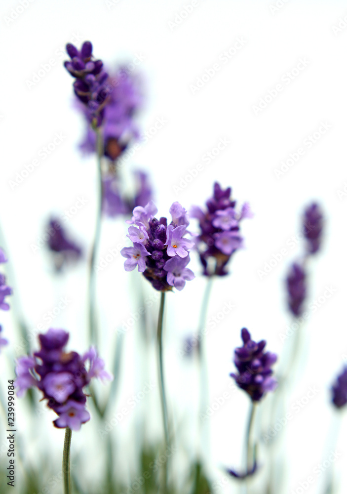 Naklejka premium Lavendel