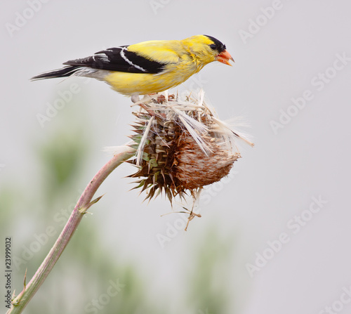 Tablou canvas American Goldfinch