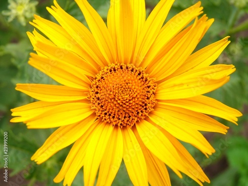 Yellow daisy