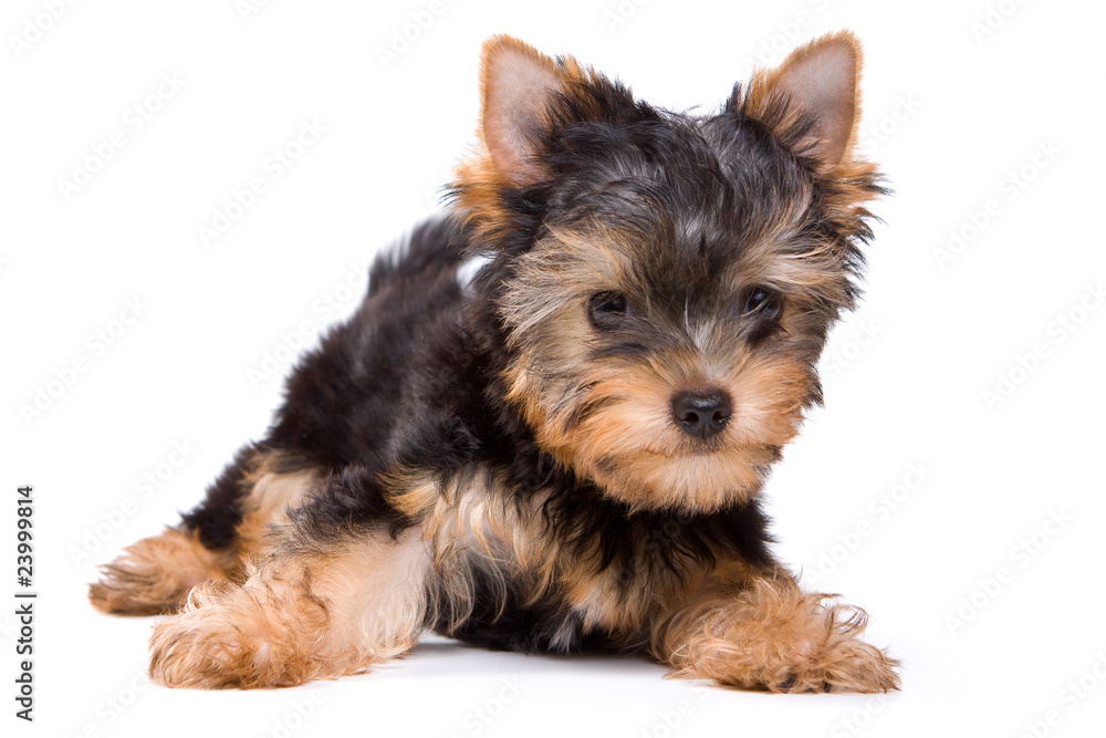 Yorkshire terrier puppy on white background Yorkshire terrier puppy on white background