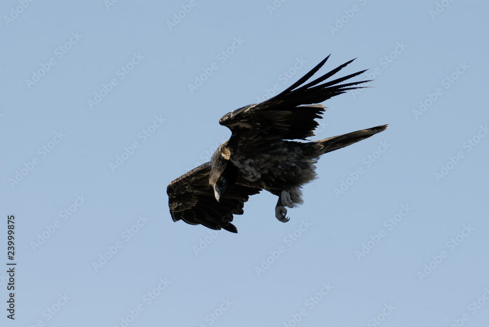 Obraz premium quebrantahuesos joven