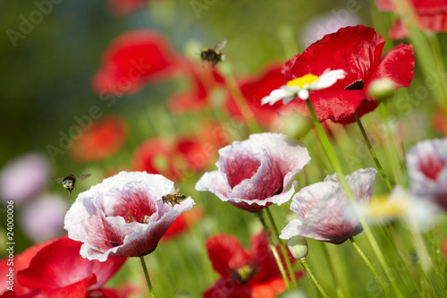 poppy blossoms, wild bee and bumble-bees
