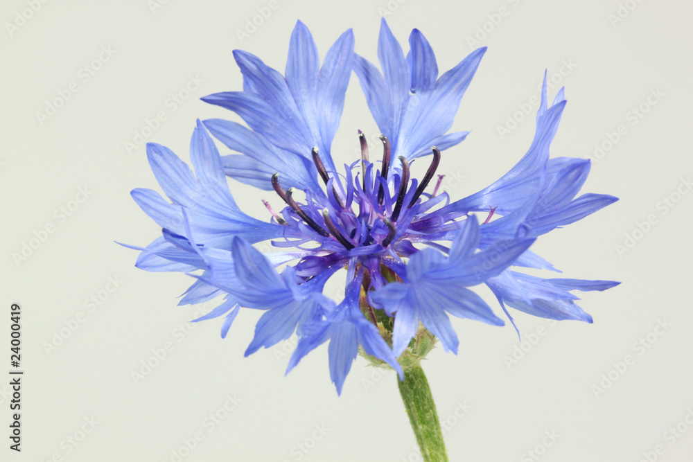 Kornblume9 Kornblume9