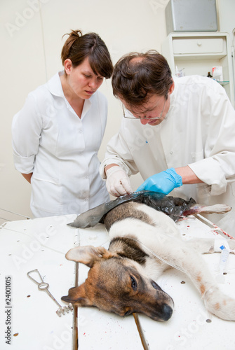 Fototapeta Naklejka Na Ścianę i Meble -  The veterinarian makes surgery