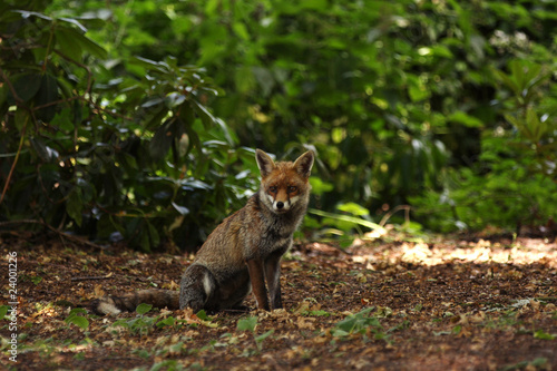 Red Fox Sitting