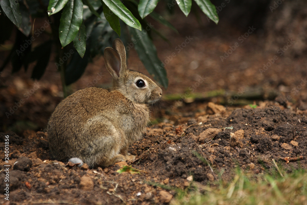 Fototapeta premium Cute bunny rabbit in undergrowth
