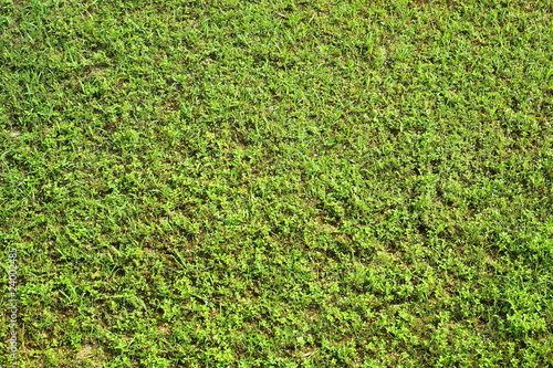 grass field background