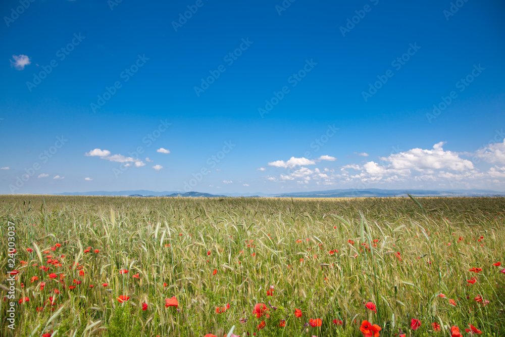 Fotografie Romanian countryside