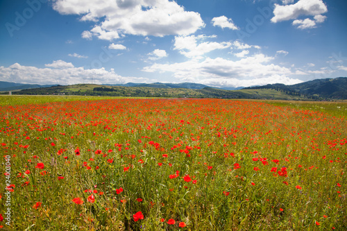 Romanian countryside with poppy field