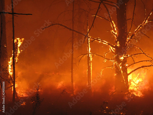 Hell in the forest