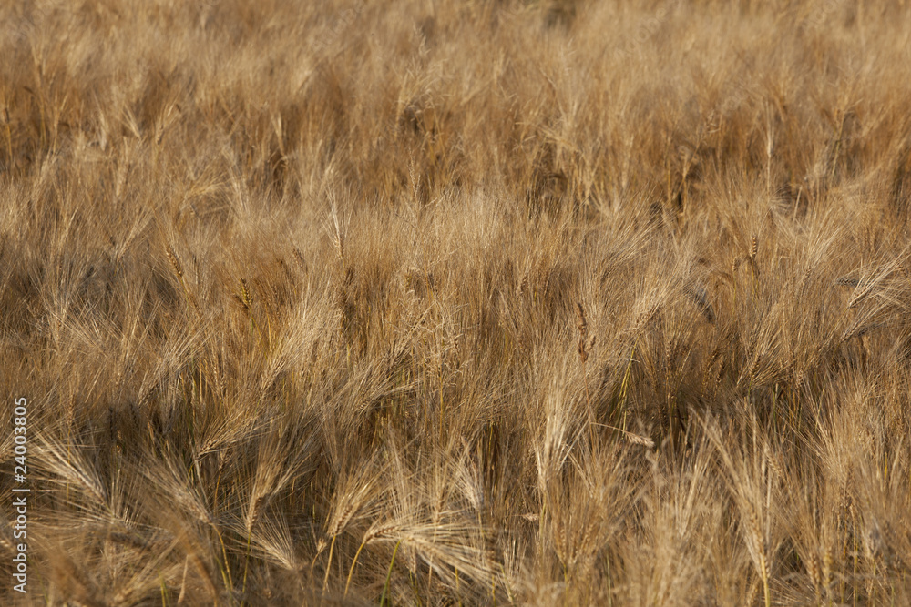 Fototapeta premium SPEICHER DER NATUR